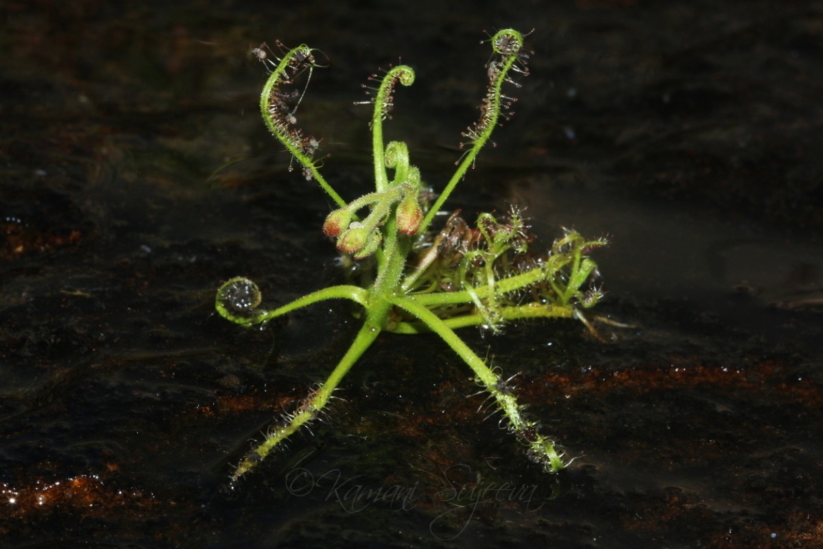 Drosera indica L.